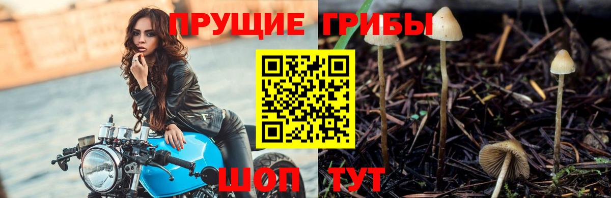 Галлюциногенные грибы GOLDEN TEACHER  Псилоцибиновые грибы прущие грибы  Карасук  Вход с VPN 